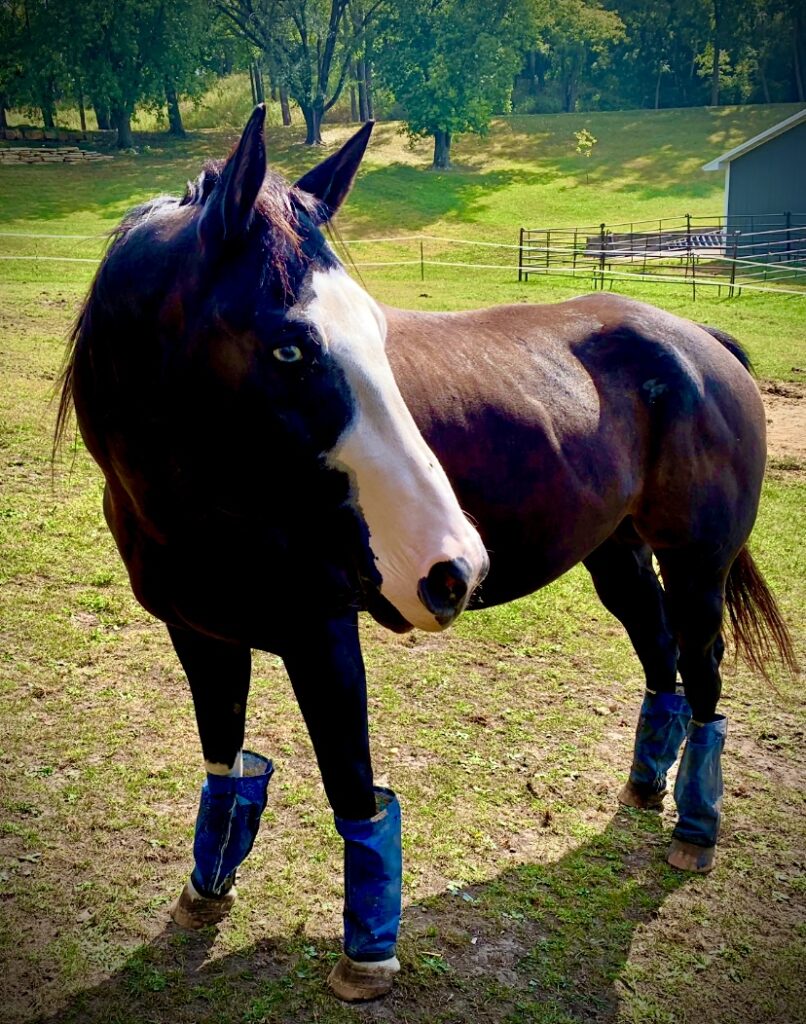 Equine Partner Cobalt