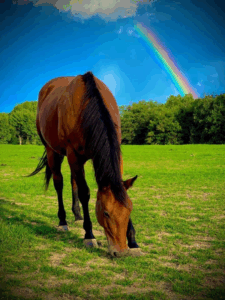 Equine Partner Cole