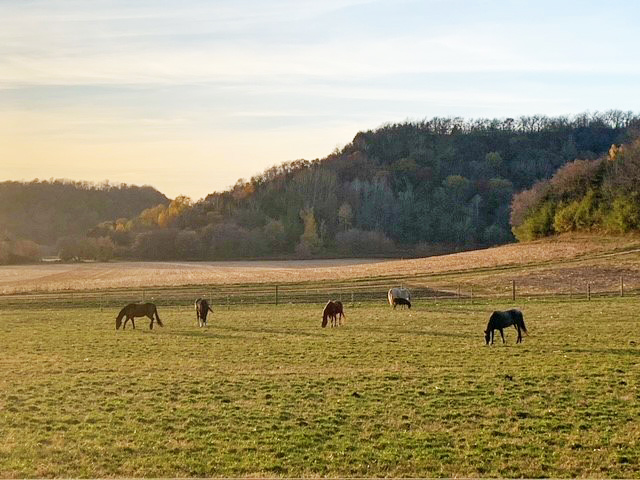 Horses in a field