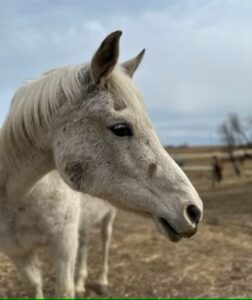 Equine Partner Bonny